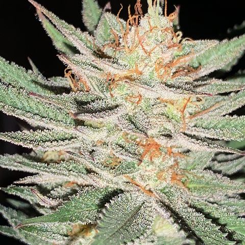 Lemon OG Kush #1 growlog timeline photo
