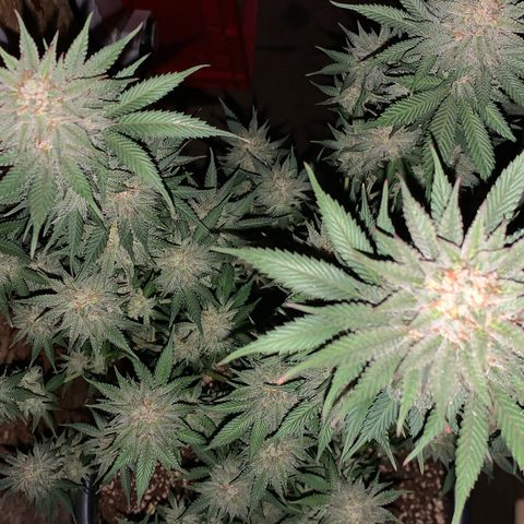 Lemon OG Kush #1 growlog timeline photo