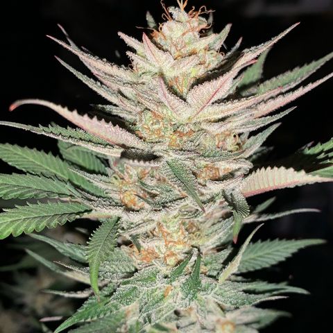 Lemon OG Kush #1 growlog timeline photo