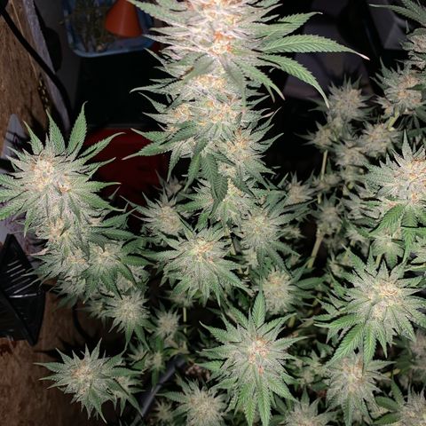Lemon OG Kush #1 growlog timeline photo
