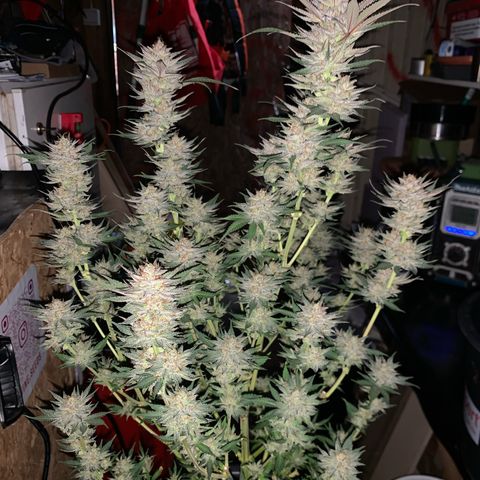 Lemon OG Kush #1 growlog timeline photo