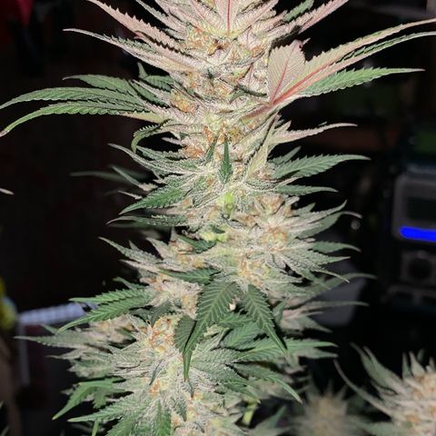 Lemon OG Kush #1 growlog timeline photo