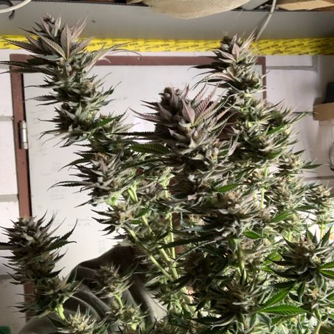 Lemon OG Kush #1 growlog timeline photo