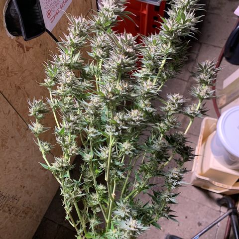 Lemon OG Kush #1 growlog timeline photo