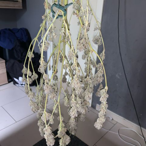 Lemon OG Kush #1 growlog timeline photo