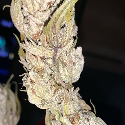 Lemon OG Kush #1 growlog timeline photo