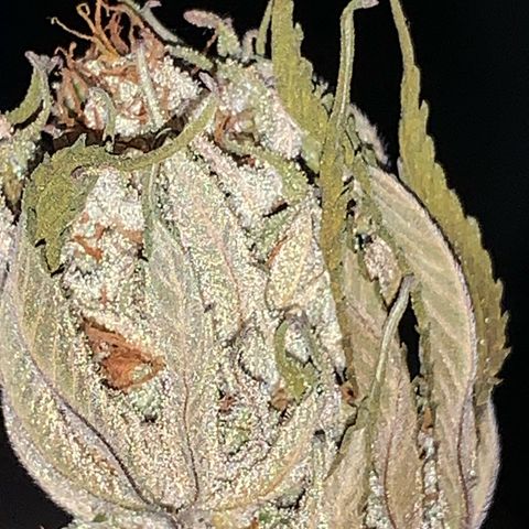 Lemon OG Kush #1 growlog timeline photo