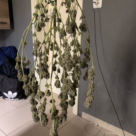 Lemon OG Kush #1 growlog timeline photo
