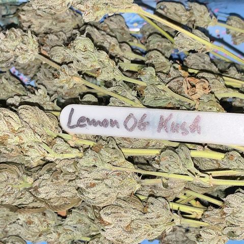Lemon OG Kush #1 growlog timeline photo