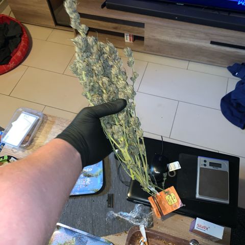 Lemon OG Kush #1 growlog timeline photo
