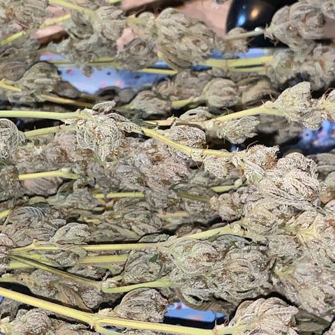 Lemon OG Kush #1 growlog timeline photo