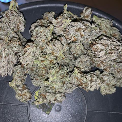 Lemon OG Kush #1 growlog timeline photo