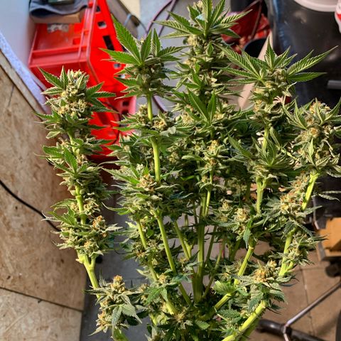 Granddaddy Black #1 growlog timeline photo