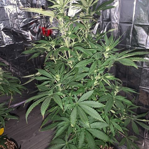 Gorilla Super Glue 2.0 growlog timeline photo