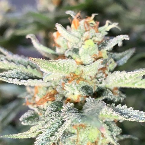Granddaddy Black #1 growlog timeline photo