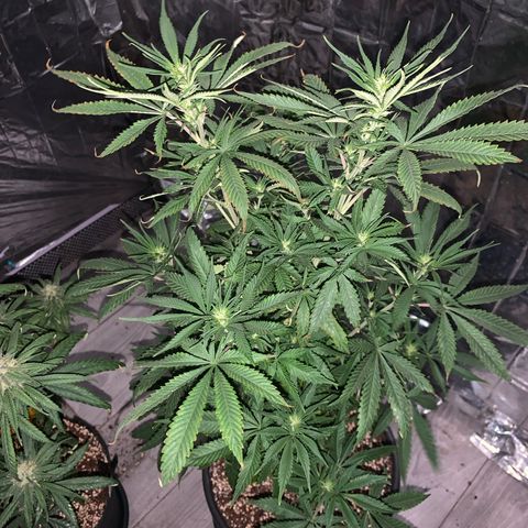 Gorilla Super Glue 2.0 growlog timeline photo