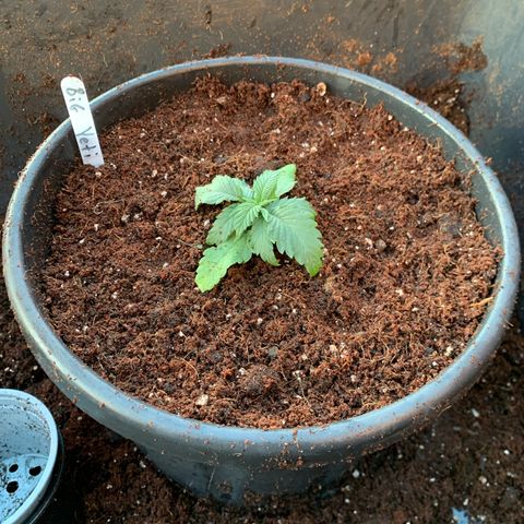 Big Yeti #1 growlog timeline photo