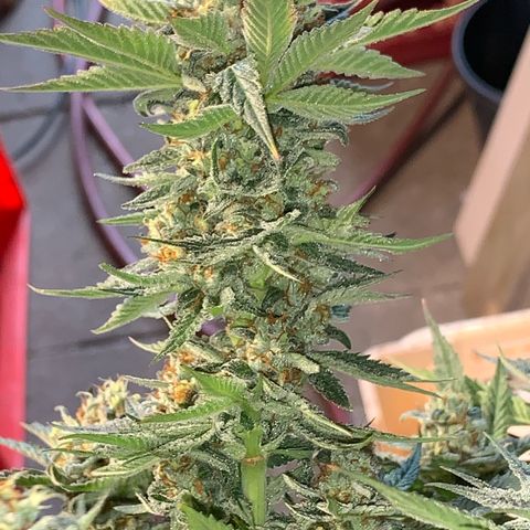 Granddaddy Black #1 growlog timeline photo
