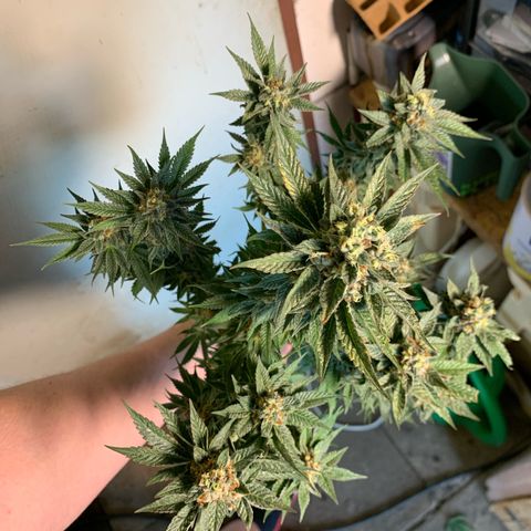 Granddaddy Black #1 growlog timeline photo
