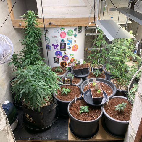 Purple Mimosa Xl Auto  #1 growlog timeline photo