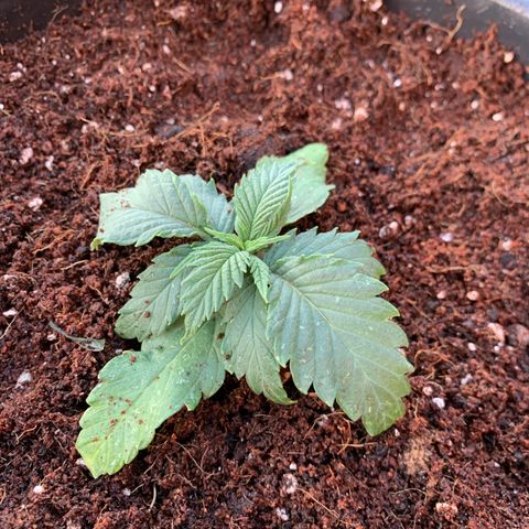 Big Yeti #1 growlog timeline photo