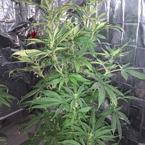 Gorilla Super Glue 2.0 growlog timeline photo