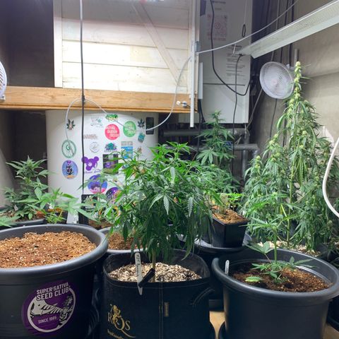 Purple Mimosa Xl Auto  #1 growlog timeline photo