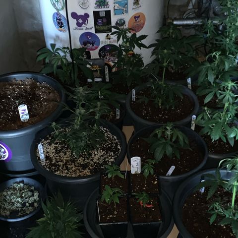 Purple Mimosa Xl Auto  #1 growlog timeline photo