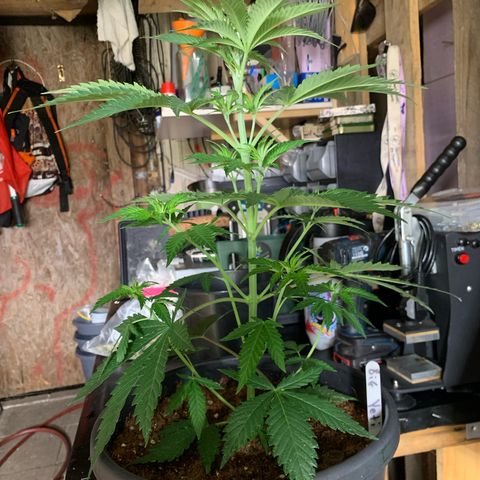 Big Yeti #1 growlog timeline photo