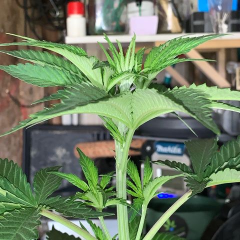 Big Yeti #1 growlog timeline photo
