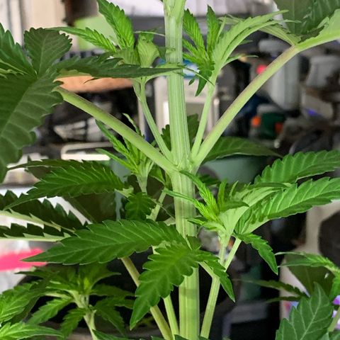 Big Yeti #1 growlog timeline photo