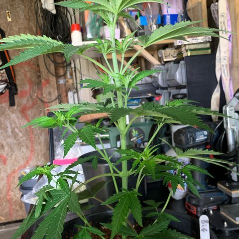 Big Yeti #1 growlog timeline photo