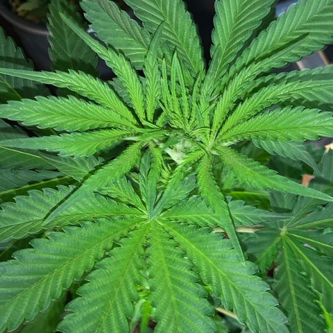 Big Yeti #1 growlog timeline photo