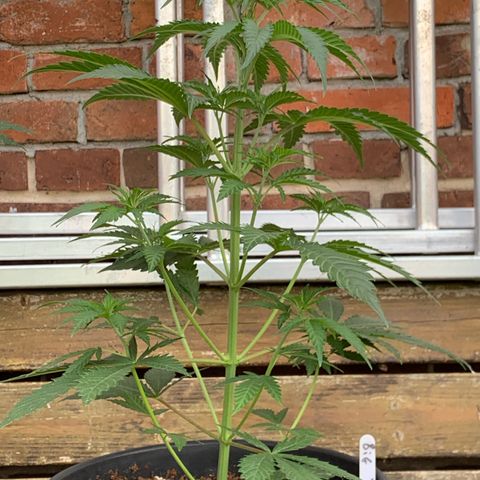 Big Yeti #1 growlog timeline photo