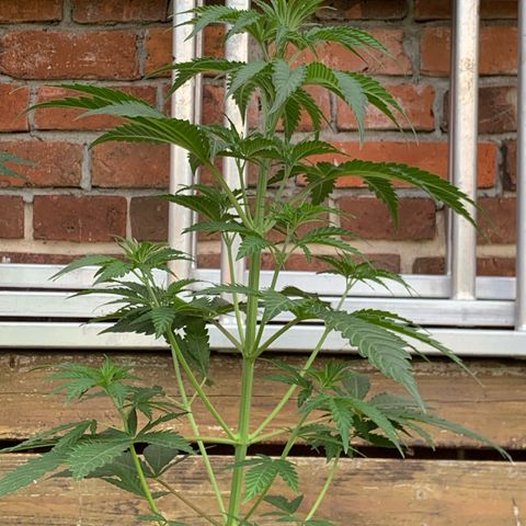 Big Yeti #1 growlog timeline photo