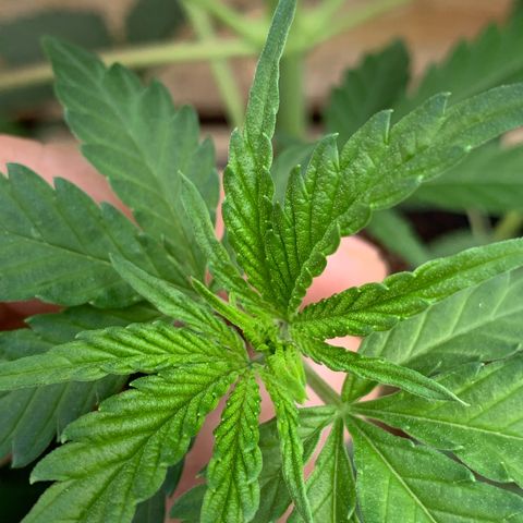 Big Yeti #1 growlog timeline photo