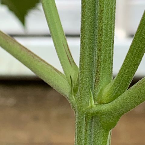 Big Yeti #1 growlog timeline photo