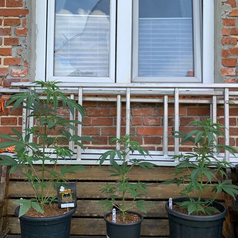 Big Yeti #1 growlog timeline photo