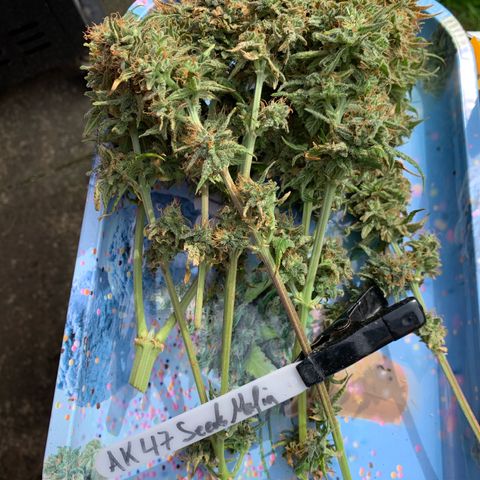 Ak47 #1 growlog timeline photo