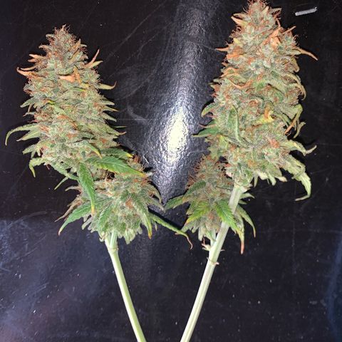 Ak47 #1 growlog timeline photo