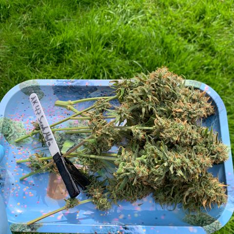 Ak47 #1 growlog timeline photo