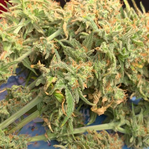 Ak47 #1 growlog timeline photo