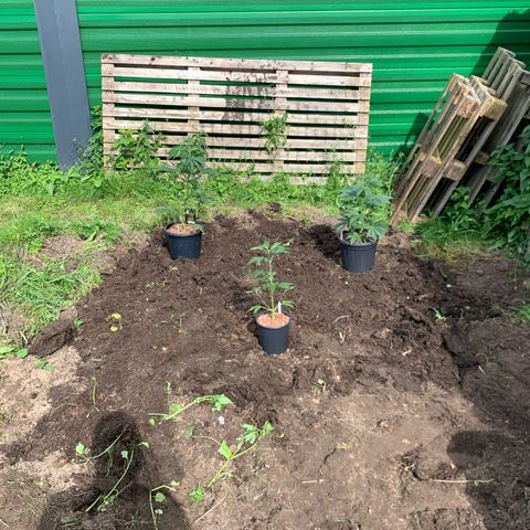 Big Yeti #1 growlog timeline photo