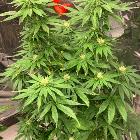 Gorilla Super Glue 2.0 growlog timeline photo