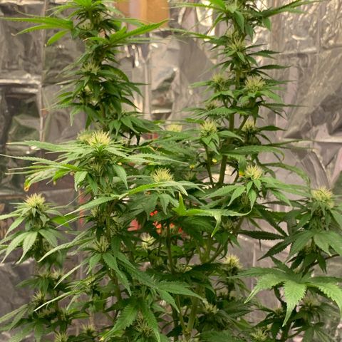 Gorilla Super Glue 2.0 growlog timeline photo