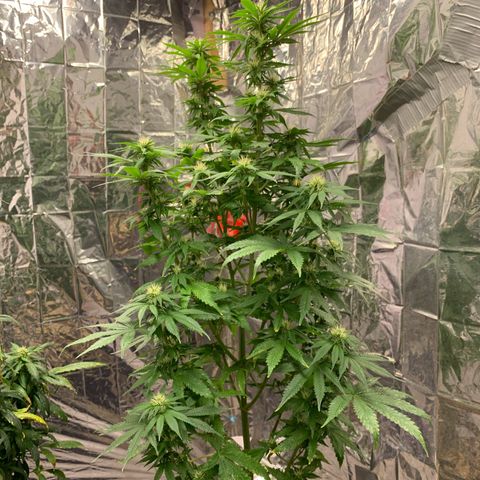 Gorilla Super Glue 2.0 growlog timeline photo