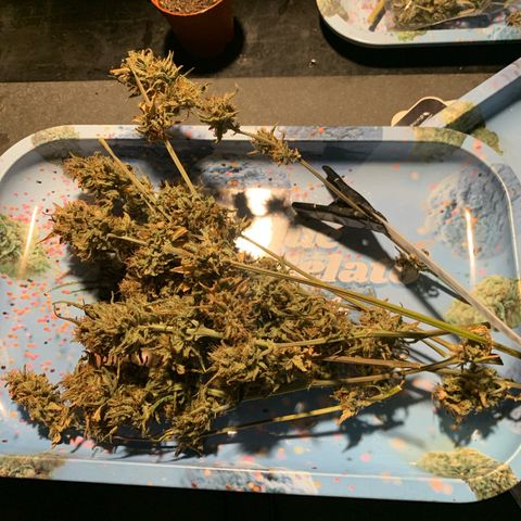 Ak47 #1 growlog timeline photo