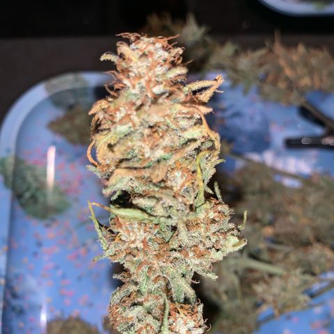 Ak47 #1 growlog timeline photo