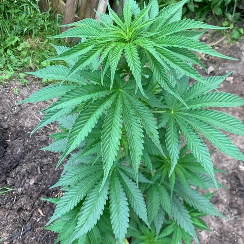 Big Yeti #1 growlog timeline photo