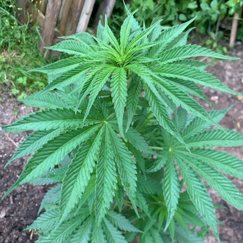Big Yeti #1 growlog timeline photo